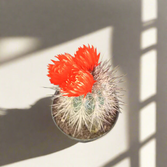 Small cactus with a red bloom on a dark surface