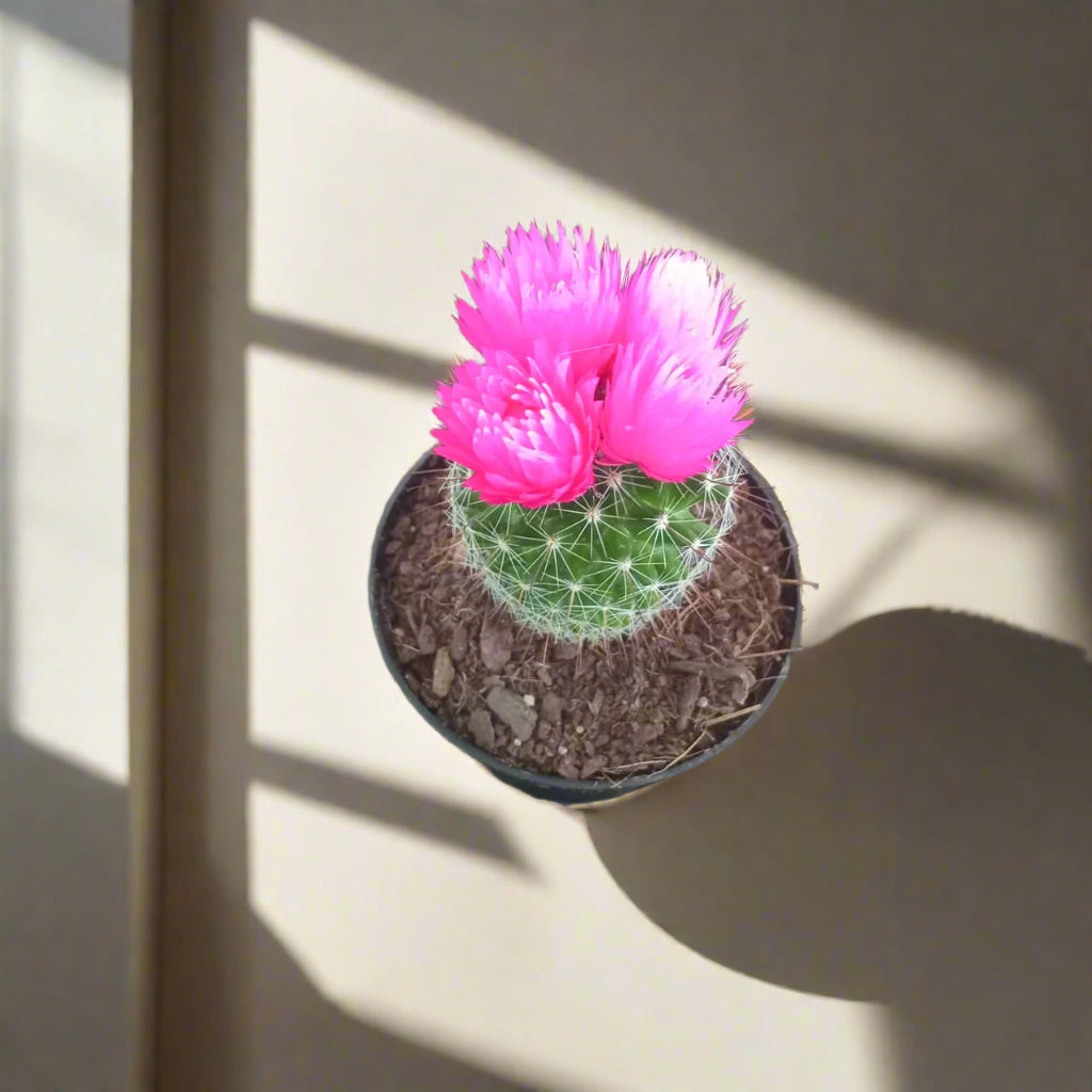Decorative Potted Cactus Pink - 10cm