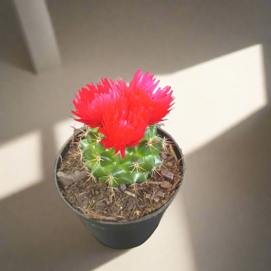 Decorative Potted Cactus Pink - 10cm