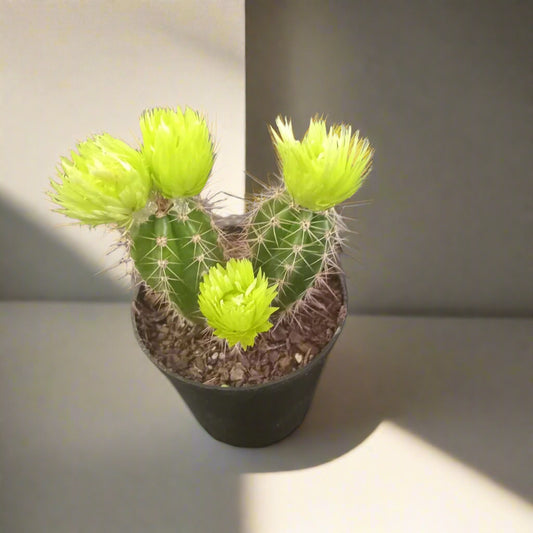 Small potted cactus with green spines on a dark surface