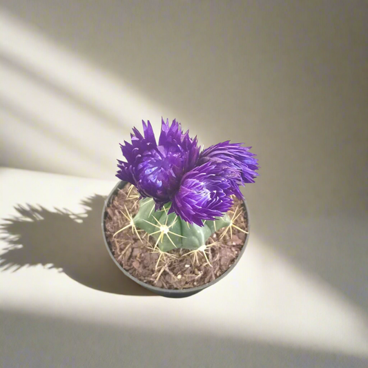Decorative Potted Cactus Purple - 10cm