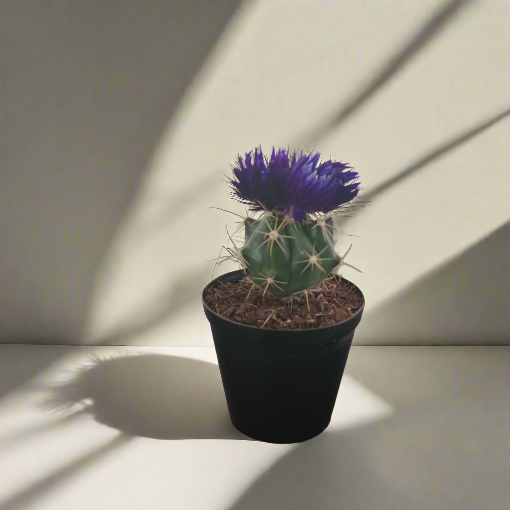 Decorative Potted Cactus Purple - 10cm