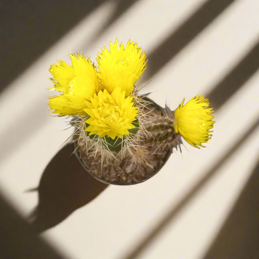 Decorative Potted Cactus Yellow - 10cm