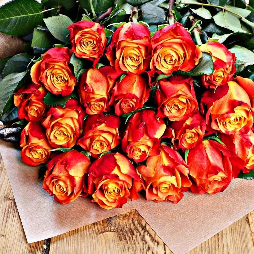 Bi-Coloured Roses
