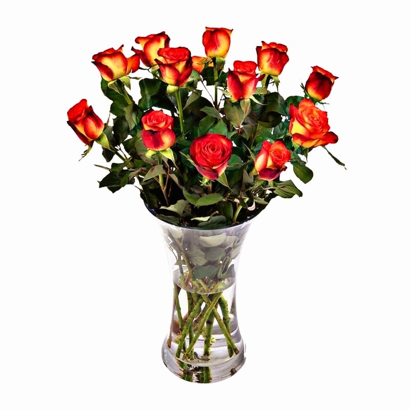 Bi-Coloured Roses
