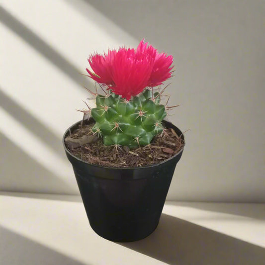 Potted cactus with pink flowers on a dark surface