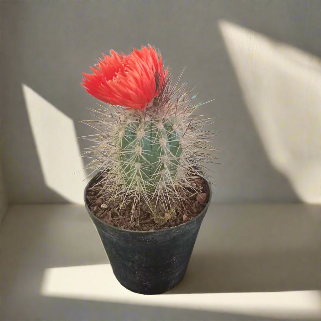 Potted cactus with a red flower on a desk