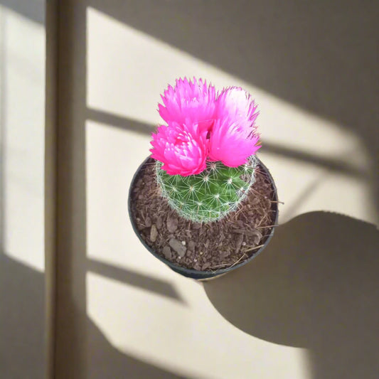 Decorative Potted Cactus Pink - 10cm