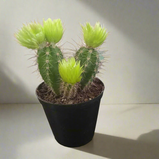 Decorative Potted Cactus Green - 10cm