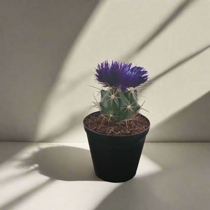 Decorative Potted Cactus Purple - 10cm