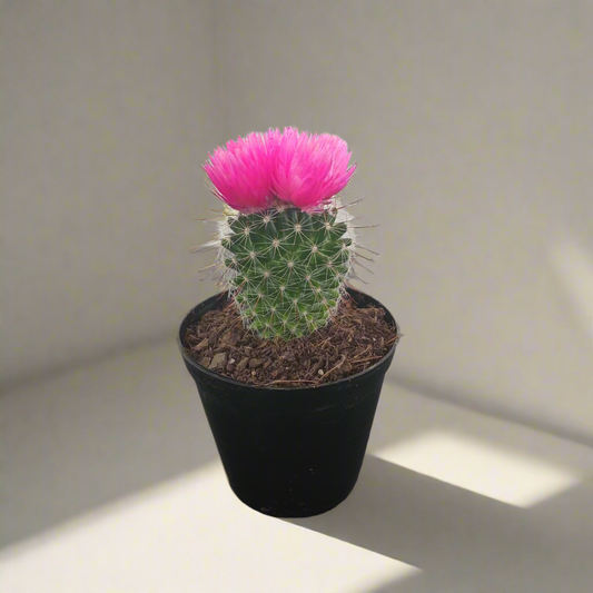 Decorative Potted Cactus Pink - 10cm