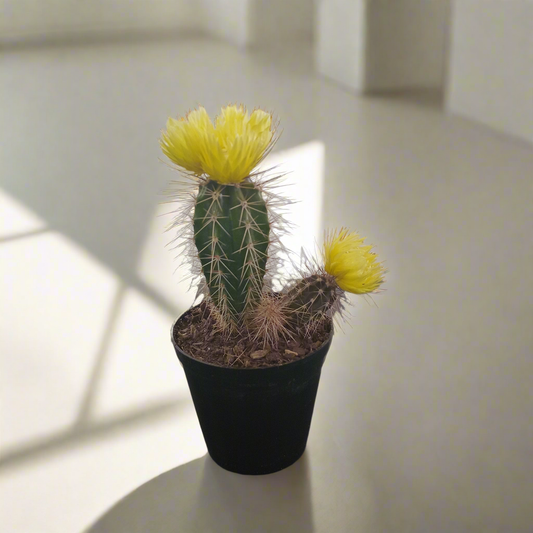 Decorative Potted Cactus Yellow - 10cm